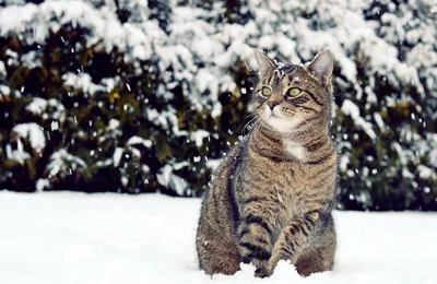 Фотоконкурс \"Котики Коломны\"