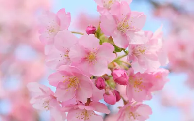 Качественные HD обои весна для рабочего стола 2560x1600