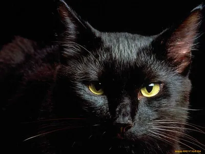 Обои степан, кот степан, кот, коктейль, питомец, забавный картинки на рабочий  стол, фото скачать бесплатно