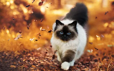 Коты 13 (1920x1080) (30 обоев)