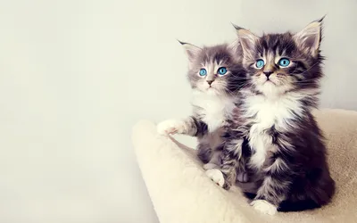 Обои для рабочего стола котенка кошка голубоглазые котята Животные