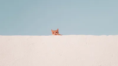 Обои на рабочий стол котята - Коты - Животные - Картинки, фотографии