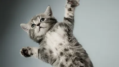 Обои Животные Коты, обои для рабочего стола, фотографии животные, коты, кот,  душ, мокрый Обои для рабочего стола… | Обои с животными, Фотографии  животных, Животные