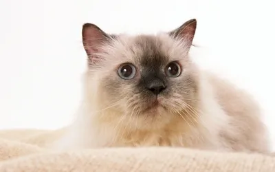 Обои Животные Коты, обои для рабочего стола, фотографии животные, коты,  кошка, кот Обои для рабочего стола, скачать обои картинки заставки на рабочий  стол.