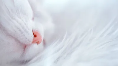 Обои для рабочего стола кот Взгляд Животные