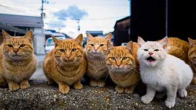 Картинки на рабочий стол коты фотографии