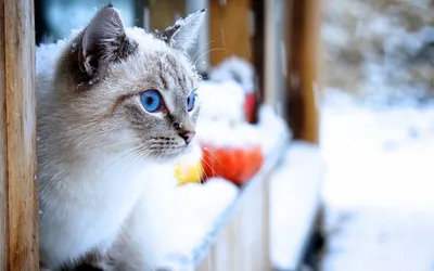 Котёнок на рабочий стол - Коты, кошки, котята - Животные - Картинки на рабочий  стол