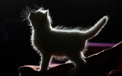 Обои Рисованное Животные: коты, обои для рабочего стола, фотографии  рисованное, животные, коты, аниме, кошка, детская, настроение, арт, неко,  рисунок Обои для рабочего стола, скачать обои картинки заставки на рабочий  стол.