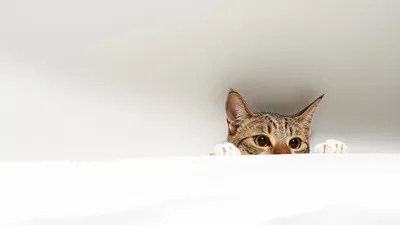 Обои \"Кошки (Коты Котики)\" на рабочий стол, скачать бесплатно лучшие  картинки Кошки (Коты Котики) на заставку ПК (компьютера) | mob.org