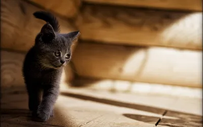 Обои \"Кот\" на рабочий стол, скачать бесплатно лучшие картинки Кот на  заставку ПК (компьютера) | mob.org
