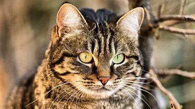 Обои Животные Коты, обои для рабочего стола, фотографии животные, коты,  питомец, взгляд, кот Обои для рабочего стола, скачать обои картинки  заставки на рабочий стол.