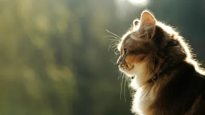 Обои на рабочий стол - коты, кошки, котята - Интересные фото