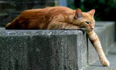 Скачать обои Кот полосатый, профиль кота, морда кота на рабочий стол из  раздела картинок Кошки и коты