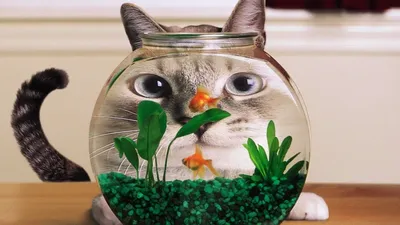 Обои Животные Коты, обои для рабочего стола, фотографии животные, коты,  кошка, киса, кот Обои для рабочего стола, скачать обои картинки заставки на рабочий  стол.