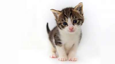 Кота вам в ленту | Пикабу