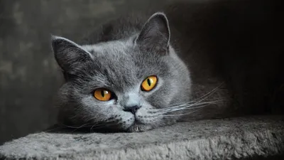 Заставка кот - картинки и фото koshka.top