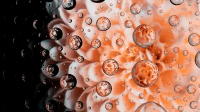 Обои капли, вода, цветок, лепестки, макро картинки на рабочий стол, фото  скачать бесплатно