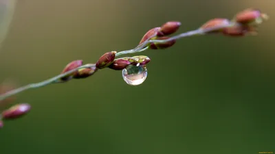 Обои Природа Макро, обои для рабочего стола, фотографии природа, макро,  ветка, весна, почки, капля, вода Обои для рабочего стола, скачать обои  картинки заставки на рабочий стол.