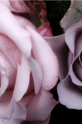Скачать обои макро, розы, рабочий стол, macro, roses разрешение 640x960  #66770