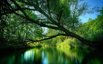 Картинки природа лето на рабочий стол на весь экран (69 фото) » Картинки и  статусы про окружающий мир вокруг