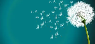 Картинка на рабочий стол одуванчики, боке, макро, одуванчик, dandelion,  природа 1920 x 1080