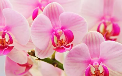 Обои цветок, букет, розовый, орхидея, flower для рабочего стола #14839