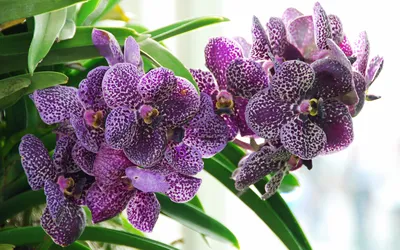 Nature Orchid HD Wallpaper