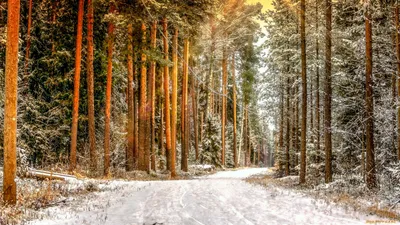Осень зима - фото и картинки: 62 штук