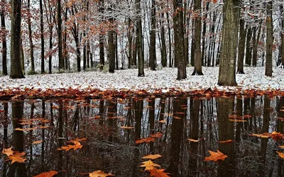 Обои Природа Зима, обои для рабочего стола, фотографии природа, зима, снег,  сосны Обои для рабочего стола, скачать обои картинки заставки на рабочий  стол.