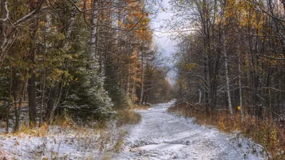 Обои осень, деревья, зима, листва картинки на рабочий стол, фото скачать  бесплатно