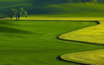 Обои Природа Поля, обои для рабочего стола, фотографии природа, поля, поле,  дерево Обои для рабочего стола, скачать обои картинки заставки на рабочий  стол.