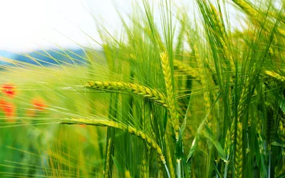 Обои на рабочий стол Лавандовые поля на закате, Valensole, Provenza /  Валансоль, Прованс, фотограф Blai Figueras, обои для рабочего стола,  скачать обои, обои бесплатно