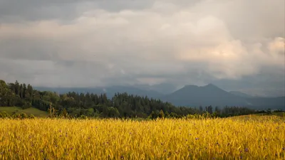 Обои Природа Поля, обои для рабочего стола, фотографии природа, поля,  посевы, поле, горизонт Обои для рабочего стола, скачать обои картинки  заставки на рабочий стол.