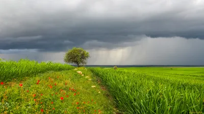 Обои поле, пшеница, деревья, горы, природа картинки на рабочий стол, фото  скачать бесплатно