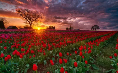 Обои Природа Поля, обои для рабочего стола, фотографии природа, поля, поле,  трава, цветы Обои для рабочего стола, скачать обои картинки заставки на рабочий  стол.