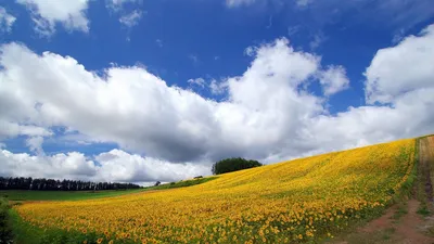 Обои на рабочий стол поле - 61 фото