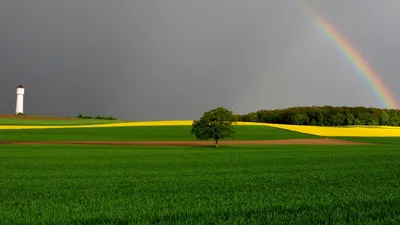 Image Nature Fields papaver sunrise and sunset 1920x1080