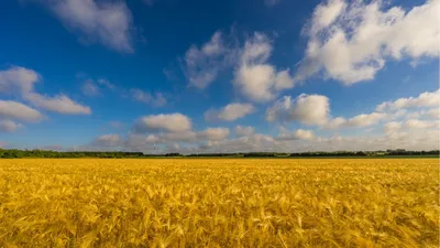 Обои Природа Поля, обои для рабочего стола, фотографии природа, поля, поле,  пшеница, небо Обои для рабочего стола, скачать обои картинки заставки на рабочий  стол.