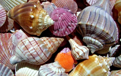 Фон рабочего стола где видно море, ракушки, морская звезда, песок, макро
