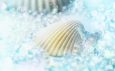 Обои на рабочий стол Ракушки разной формы на песке возле моря, обои для рабочего  стола, скачать обои, обои бесплатно