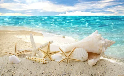 Обои ракушки у моря