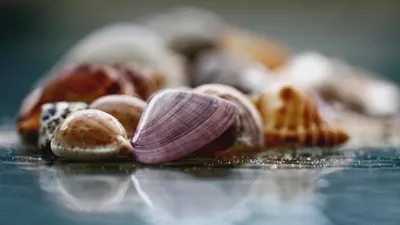Обои для рабочего стола Море Ракушки Камень 2560x1920