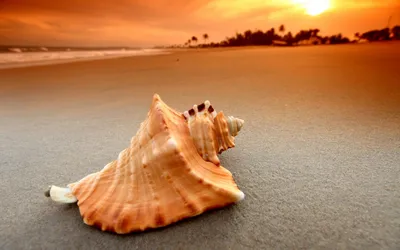 Скачать обои песок, пляж, лето, ракушки, sand разрешение 2560x1600 #660