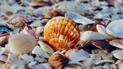 Обои ракушки, пляж, море, отдых картинки на рабочий стол, фото скачать  бесплатно