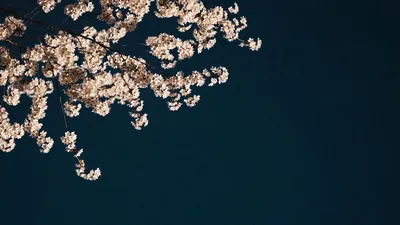 Дерево Цветение Волшебное Растущее Дерево Япония Рабочий Стол Вишневый Цвет  Волшебная Бумага Сакура Хрустальные Деревья – лучшие товары в  онлайн-магазине Джум Гик