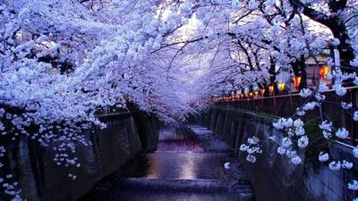 Обои на рабочий стол Цветущая сакура вдоль канала с мостом, Япония / Japan,  обои для рабочего стола, скачать обои, обои бесплатно