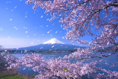 Sakura. Обои для рабочего стола. 1920x1080