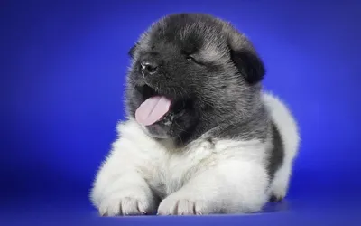 Photo Puppy Golden Retriever dog Grass Animals 2560x1440