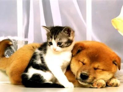 Фон рабочего стола где видно хаски, щенята, четверо, животные, husky,  puppies, four, animals