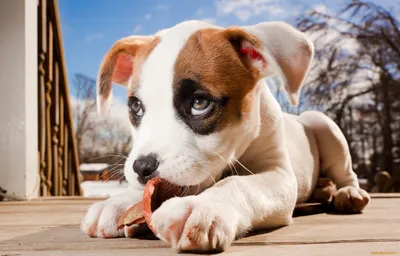 Обои Животные Собаки, обои для рабочего стола, фотографии животные, собаки,  pitbull, boxer, mix, боксёр, питбуль, щенок Обои для рабочего стола,  скачать обои картинки заставки на рабочий стол.
